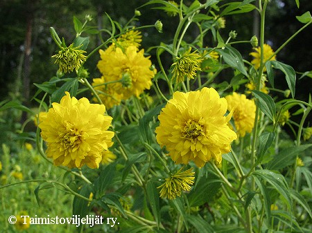 Rudbeckia laciniata 'Goldball'